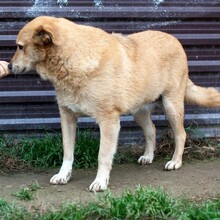 PEPPI, Hund, Mischlingshund in Rumänien - Bild 2