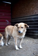 PEPPI, Hund, Mischlingshund in Rumänien - Bild 3