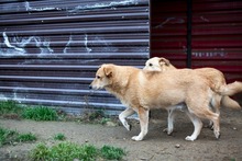PEPPI, Hund, Mischlingshund in Rumänien - Bild 4