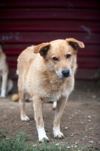 PEPPI, Hund, Mischlingshund in Rumänien - Bild 6
