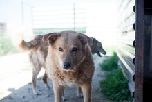 PEPPI, Hund, Mischlingshund in Rumänien - Bild 7