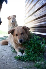 PEPPI, Hund, Mischlingshund in Rumänien - Bild 8