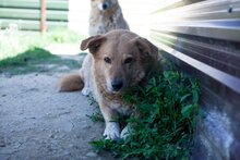 PEPPI, Hund, Mischlingshund in Rumänien - Bild 9