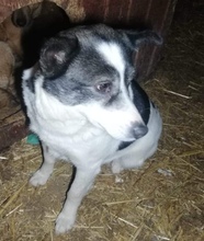 CHELSEY, Hund, Mischlingshund in Rumänien - Bild 5