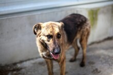 BLUE, Hund, Mischlingshund in Rumänien - Bild 10