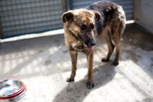BLUE, Hund, Mischlingshund in Rumänien - Bild 2