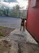 BLUE, Hund, Mischlingshund in Rumänien - Bild 6