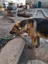 BLUE, Hund, Mischlingshund in Rumänien - Bild 7