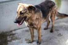 BLUE, Hund, Mischlingshund in Rumänien - Bild 8