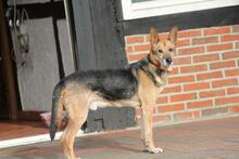 ARMANI, Hund, Deutscher Schäferhund-Mix in Hoogstede - Bild 1