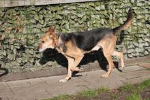 ARMANI, Hund, Deutscher Schäferhund-Mix in Hoogstede - Bild 6