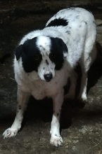 KALINA, Hund, Mischlingshund in Rumänien - Bild 1