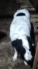 KALINA, Hund, Mischlingshund in Rumänien - Bild 2