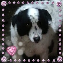 KALINA, Hund, Mischlingshund in Rumänien - Bild 3