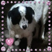 KALINA, Hund, Mischlingshund in Rumänien - Bild 6
