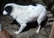 KALINA, Hund, Mischlingshund in Rumänien - Bild 8