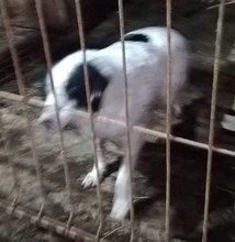 KALINA, Hund, Mischlingshund in Rumänien - Bild 9