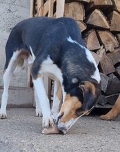 BOBI, Hund, Kurzhaarcollie-Bracke-Mischling in Kroatien - Bild 12