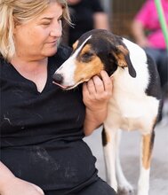 BOBI, Hund, Kurzhaarcollie-Bracke-Mischling in Kroatien - Bild 16