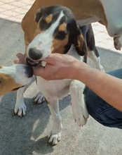 BOBI, Hund, Kurzhaarcollie-Bracke-Mischling in Kroatien - Bild 18