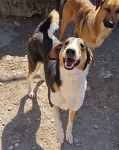 BOBI, Hund, Kurzhaarcollie-Bracke-Mischling in Kroatien - Bild 20