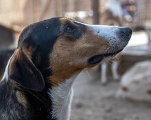 BOBI, Hund, Kurzhaarcollie-Bracke-Mischling in Kroatien - Bild 24