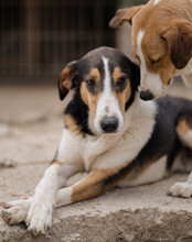 BOBI, Hund, Kurzhaarcollie-Bracke-Mischling in Kroatien - Bild 4