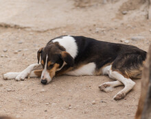 BOBI, Hund, Kurzhaarcollie-Bracke-Mischling in Kroatien - Bild 8