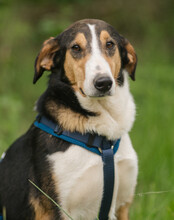BOBI, Hund, Mischlingshund in Kroatien - Bild 3