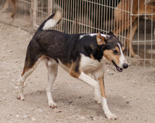 BOBI, Hund, Mischlingshund in Kroatien - Bild 5