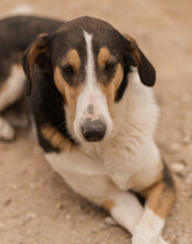 BOBI, Hund, Mischlingshund in Kroatien - Bild 7