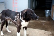 TARJA, Hund, Mischlingshund in Rumänien - Bild 1