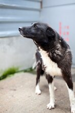 TARJA, Hund, Mischlingshund in Rumänien - Bild 2