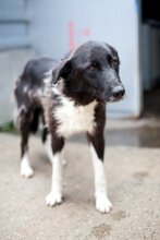 TARJA, Hund, Mischlingshund in Rumänien - Bild 3