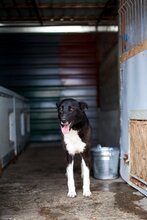 TARJA, Hund, Mischlingshund in Rumänien - Bild 5