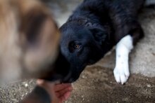 TARJA, Hund, Mischlingshund in Rumänien - Bild 7