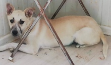 JASMIN, Hund, Mischlingshund in Rumänien - Bild 2