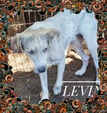 LEVIN, Hund, Mischlingshund in Rumänien - Bild 2
