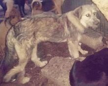 ROBEN, Hund, Mischlingshund in Rumänien - Bild 10