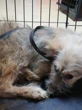 ROBEN, Hund, Mischlingshund in Rumänien - Bild 11