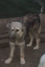 ROBEN, Hund, Mischlingshund in Rumänien - Bild 12