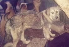 ROBEN, Hund, Mischlingshund in Rumänien - Bild 13
