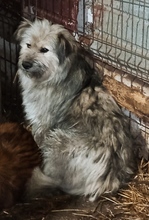 ROBEN, Hund, Mischlingshund in Rumänien - Bild 2