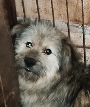 ROBEN, Hund, Mischlingshund in Rumänien - Bild 3