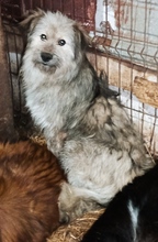 ROBEN, Hund, Mischlingshund in Rumänien - Bild 5