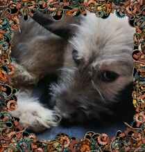 ROBEN, Hund, Mischlingshund in Rumänien - Bild 8
