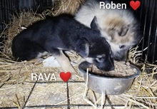 ROBEN, Hund, Mischlingshund in Rumänien - Bild 9