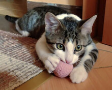 RAIN, Katze, Hauskatze in Bulgarien - Bild 2