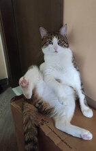 RAIN, Katze, Hauskatze in Bulgarien - Bild 5