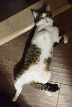 RAIN, Katze, Hauskatze in Bulgarien - Bild 6
